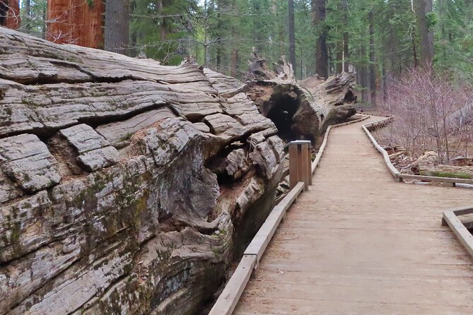 A Highway 49 Drive: A Self-Guided Audio Tour from Angels Camp to Jamestown - Calaveras Big Trees and the Sierra redwoods