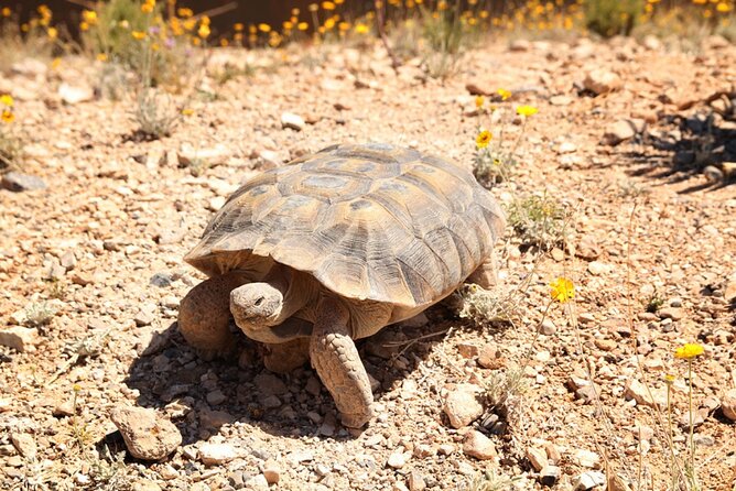 Audio Driving Tour: Grand Canyon West, Hoover Dam Red Rock Canyon - Guano Point for the best canyon views