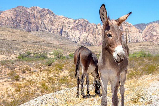 Audio Driving Tour: Grand Canyon West, Hoover Dam Red Rock Canyon - Red Rock Canyon’s 13-mile scenic drive