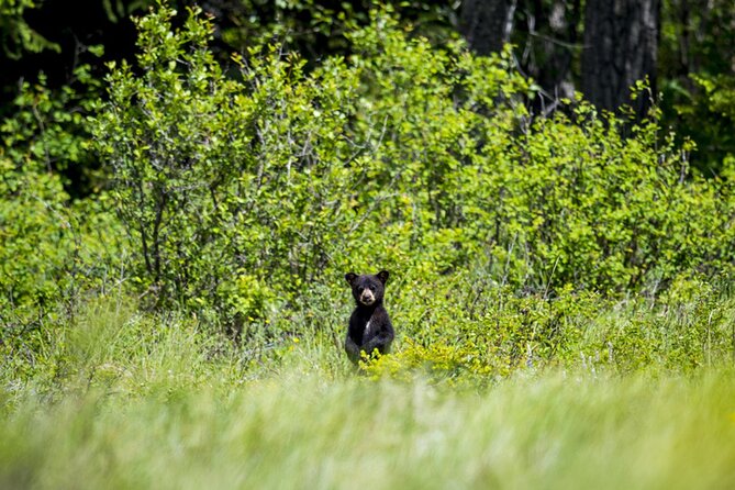 Audio Tour for Self-Guided Drives in Waterton National Park - Crowsnest Pass and the mountain route