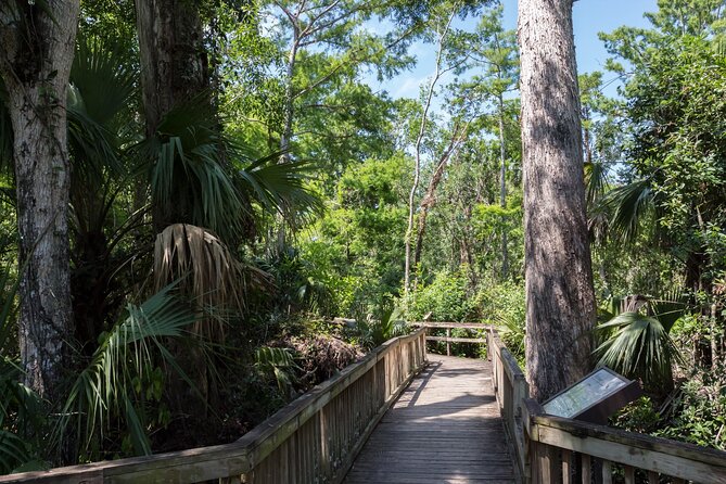 Big Cypress National Preserve Self Guided Driving Audio Tour - Tree snails, boardwalk wildlife, and the first short walks