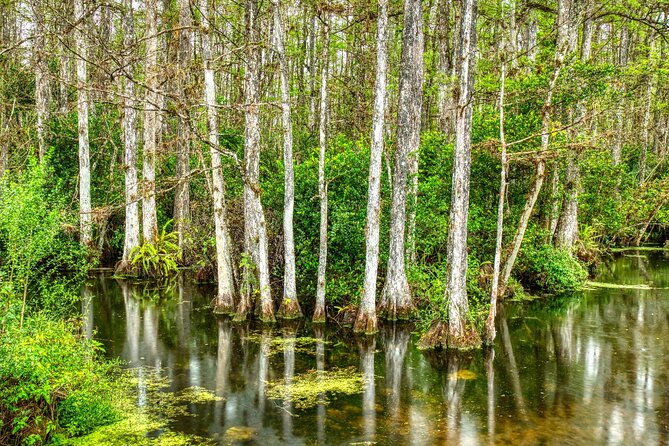 Big Cypress National Preserve Self Guided Driving Audio Tour - Kirby Storter Roadside Park offers the classic cypress view