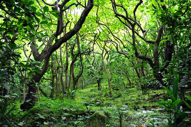 Big Island North Island Jungle Adventure - Self-Guided Audio Tour - Sugar, railroads, and the Laupahoehoe tsunami memorial