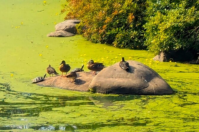 Brooklyn’s Oasis: Audio Guide to Prospect Park - Prospect Park’s waterfalls and the engineered Ravine