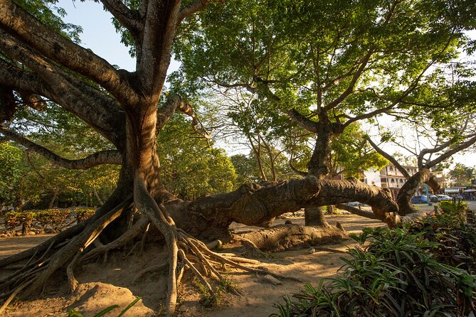 Coba Ruins: Self-Guided Walking Audio Tour in Mexico - Nohoch Mul, Coba’s great mound