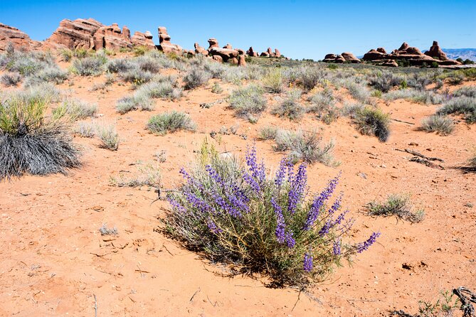 Delicate Arch Trail Self-Guided Audio Walking Tour - Price, access, and the value question