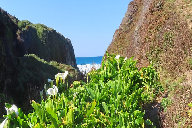 Driving the California Coast: A Self-Guided Audio Tour - Hurricane Point, Point Sur, and Andrew Molera