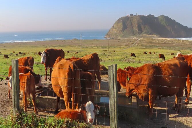 Driving the California Coast: A Self-Guided Audio Tour - Why the offline feature matters