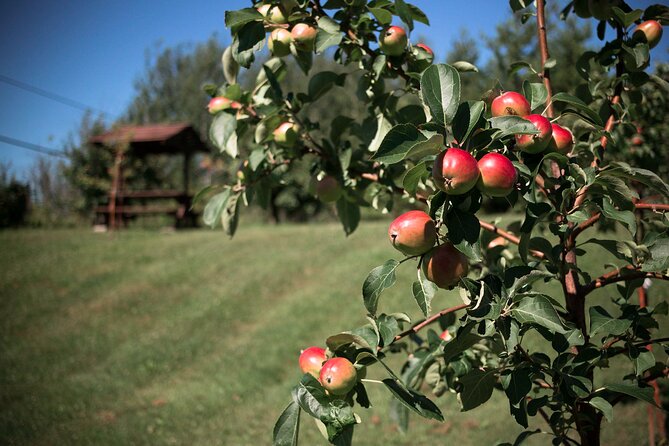Fruit alcohol tasting + Velvet Orchards audio tour - Is the experience good value?