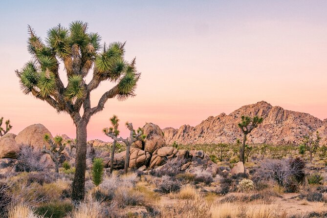 Joshua Tree National Park Self-Guided Driving Audio Tour - Samuelson’s Rock and the park’s odd human stories