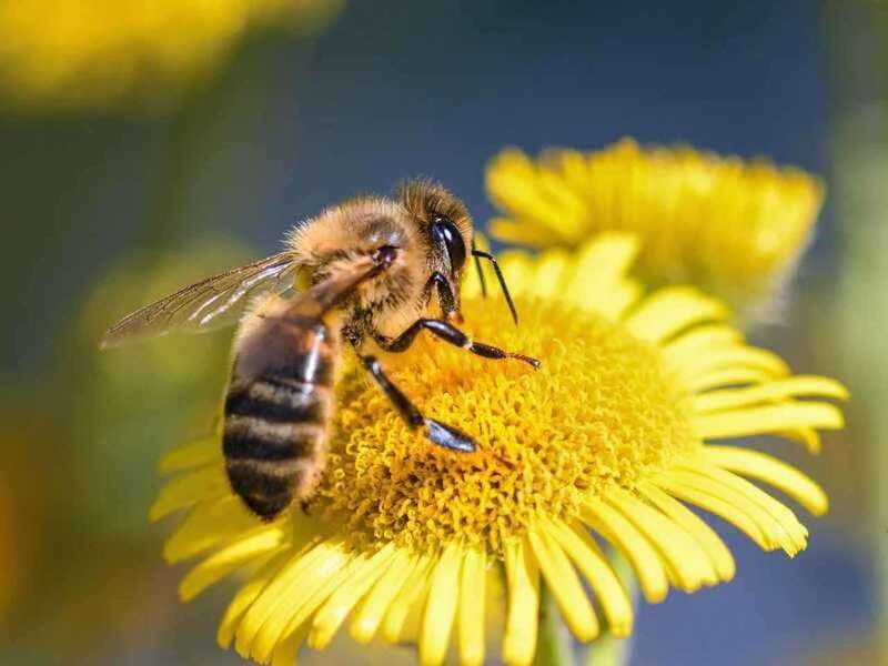 Kelowna: E-Bike Bee Tour w/ Tastings, Lunch, and Audioguide - Five things to know before you ride