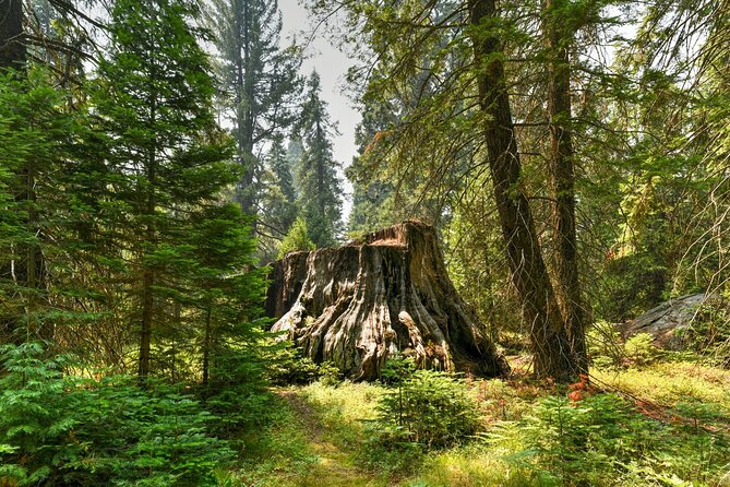 Kings Canyon National Park Self-Guided Audio Tour - Boyden Cavern adds an optional underground hour