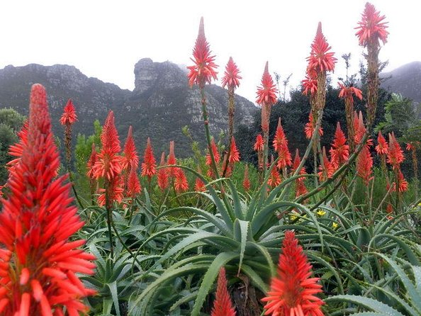 Kirstenbosch National Botanical Gardens: A Self-guided Audio Tour - Key points before you book