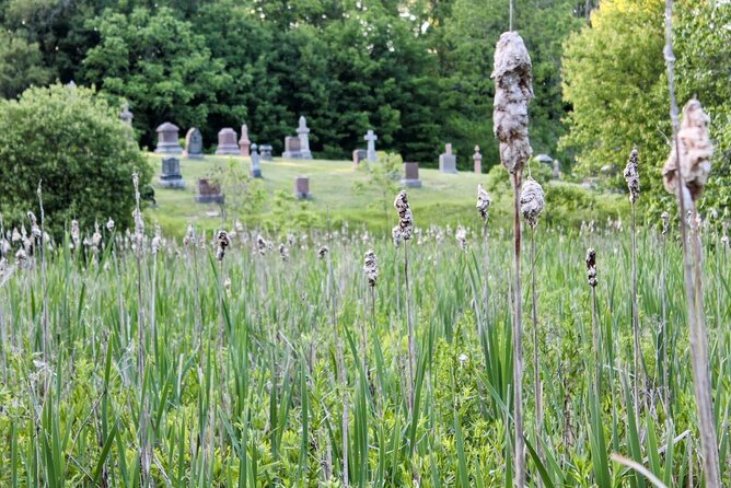 Layers of Natural History: Picton Nature Self-Guided Audio Tour - Picton Harbour brings in fish and birds