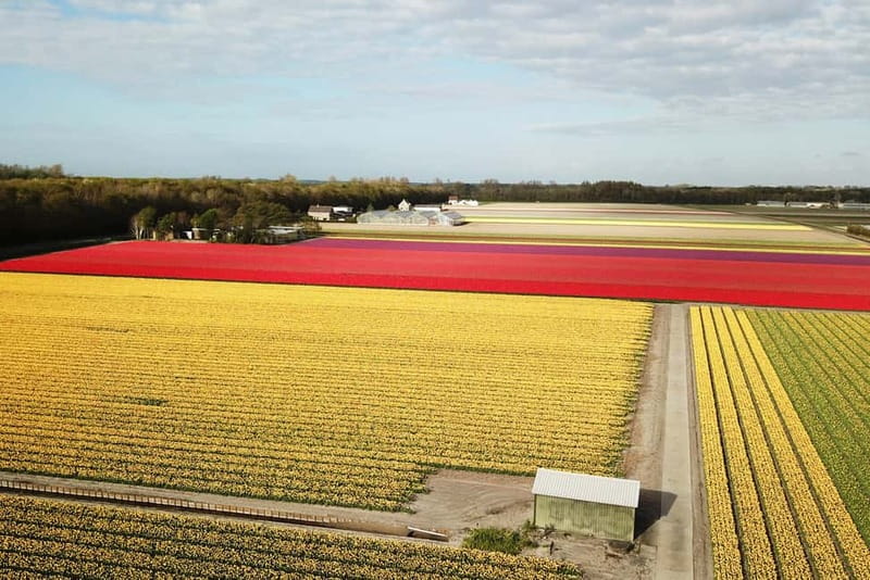 Lisse: Self-Guided Tulip Fields GPS Audio Tour - Why this little electric car works so well