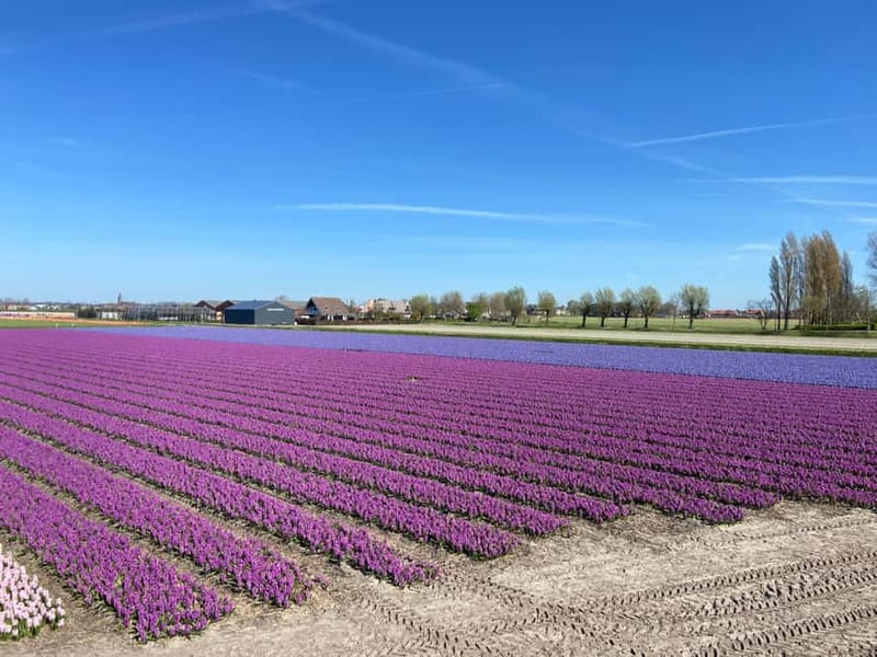 Lisse: Self-Guided Tulip Fields GPS Audio Tour - Picking the right week matters more than the weather
