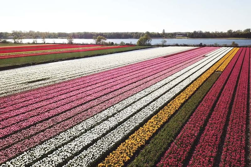 Lisse: Self-Guided Tulip Fields GPS Audio Tour - Starting near Keukenhof, not inside it