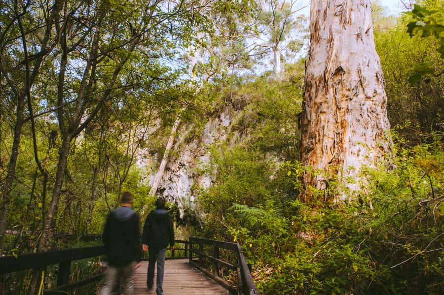 Margaret River: Self-Guided Audio Tour of Mammoth Cave - Leaving the cave through Marri forest