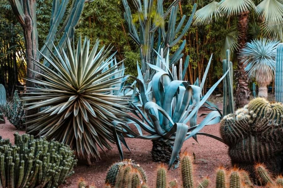 Marrakech: Majorelle Garden, Museums Tickets, & Audio Guide - The Yves Saint Laurent Museum and its fashion displays