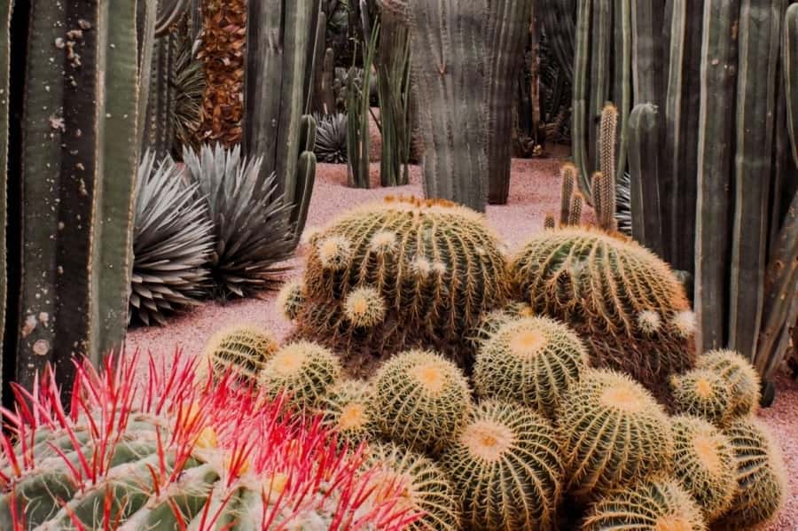 Marrakech: Majorelle Garden, Museums Tickets, & Audio Guide - Is $68 a fair price?
