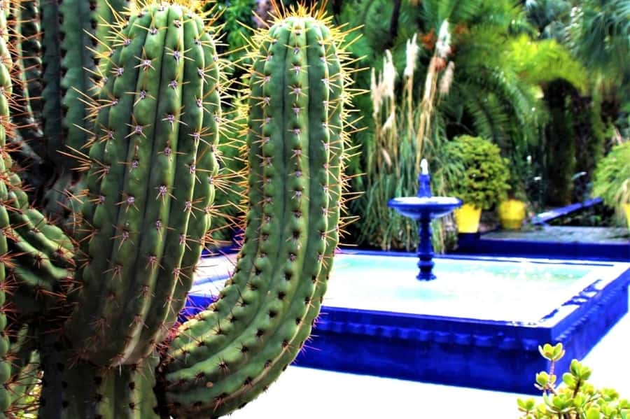 Marrakech: Majorelle Garden with a Digital Audio Guide App - Why Majorelle Garden feels different from a normal city garden