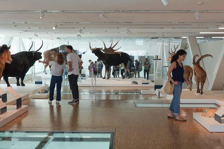 Marseille: Cosquer Cave Ticket & Panier District Audio Tour - From the Vieux Port to Le Panier