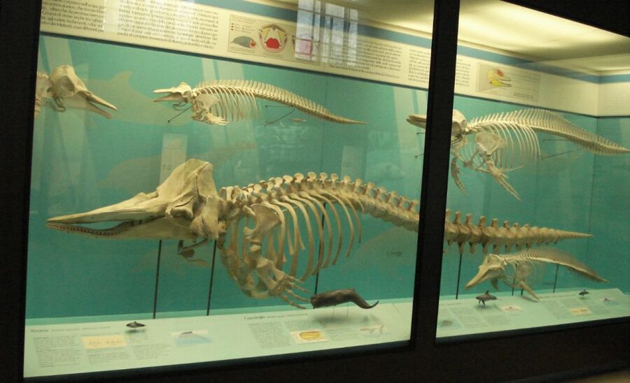 Milan: Natural History Museum Entry Ticket & Audio Guide - How to prepare the audio guide