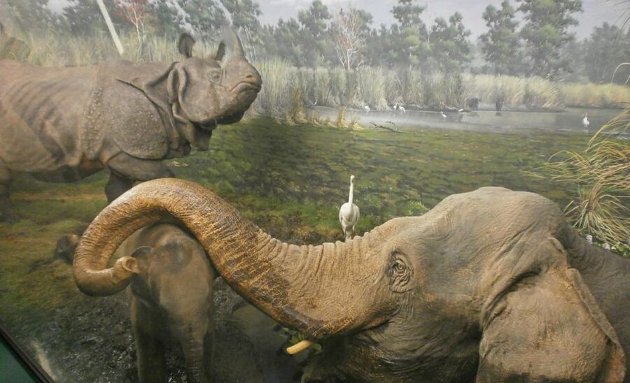 Milan: Natural History Museum Entry Ticket & Audio Guide - Practical advice for a smoother visit