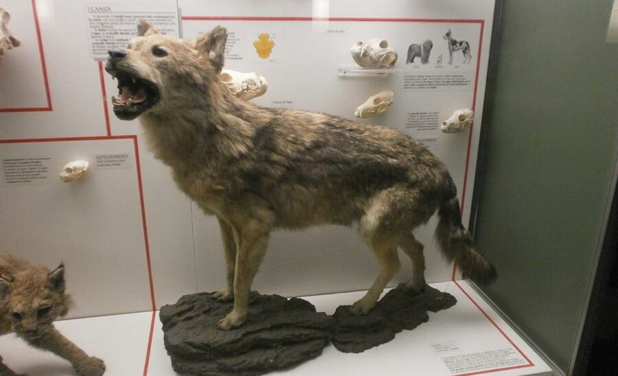Milan: Natural History Museum Entry Ticket & Audio Guide - Entering at Indro Montanelli Gardens