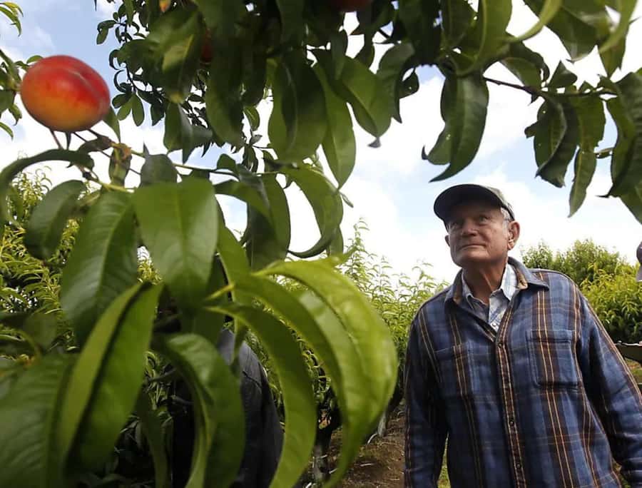 Modesto: Fruits and Roots Tour Driving Audio Guide Tour - Starting near 37.7106386, -120.9587957