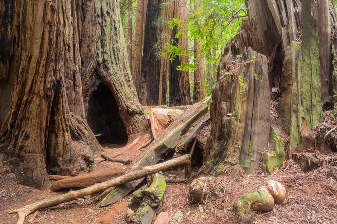 Muir Woods Self-Guided Driving and Walking Audio Tour - What This Muir Woods Tour Actually Is