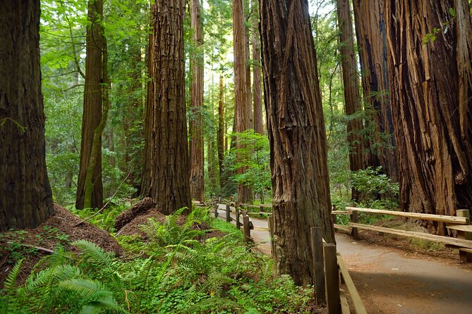 Muir Woods Self-Guided Driving and Walking Audio Tour - The Strongest Parts of the Experience