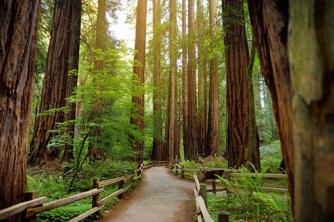 Muir Woods Self-Guided Driving and Walking Audio Tour - Starting on Panoramic Highway