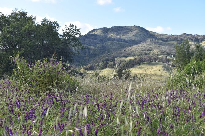 Napa Valley & Sonoma Self-Guided Audio Driving Tour - St. Helena and the Silverado Trail
