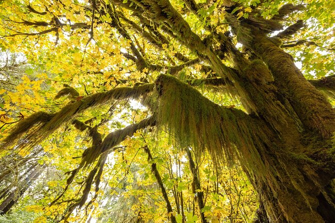 Olympic National Park Self-Guided Audio Tour - What the $15.19 price really gets you