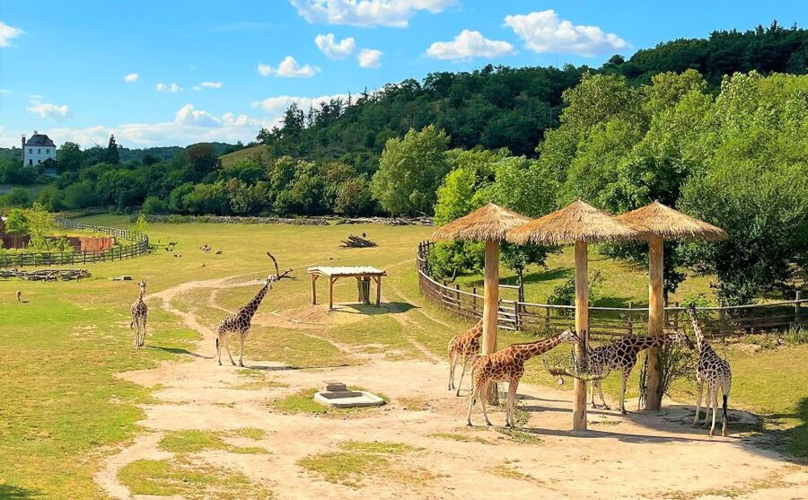 Prague: Prague Zoo Audio Guide with E-Ticket - What makes the animal areas appealing