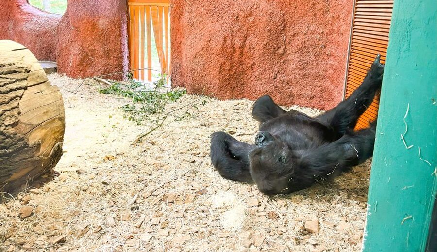 Prague: Prague Zoo Audio Guide with E-Ticket - Facilities that make seven hours manageable