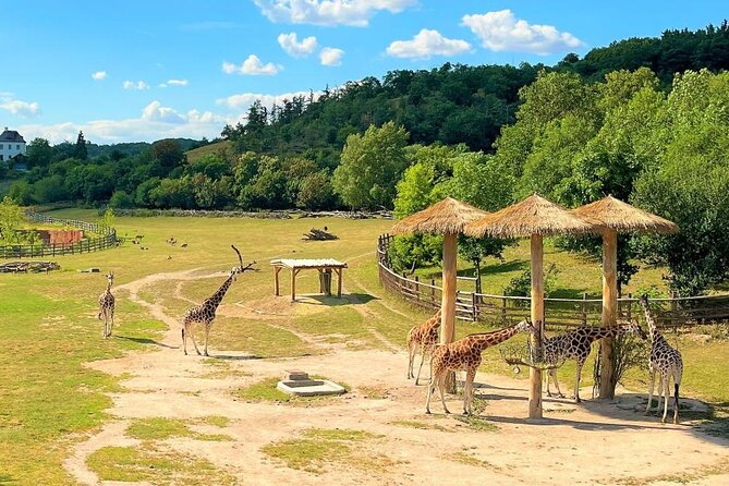 Prague Zoo Ticket with Online Audio Guide - The ticket email is the key practical concern