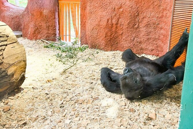 Prague Zoo Ticket with Online Audio Guide - A zoo shaped by war, floods, and breeding success