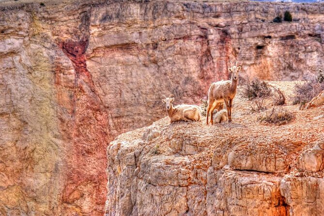 Red Rock Canyon Self-Guided Driving Audio Tour - The bird-watching stop and High Point Overlook