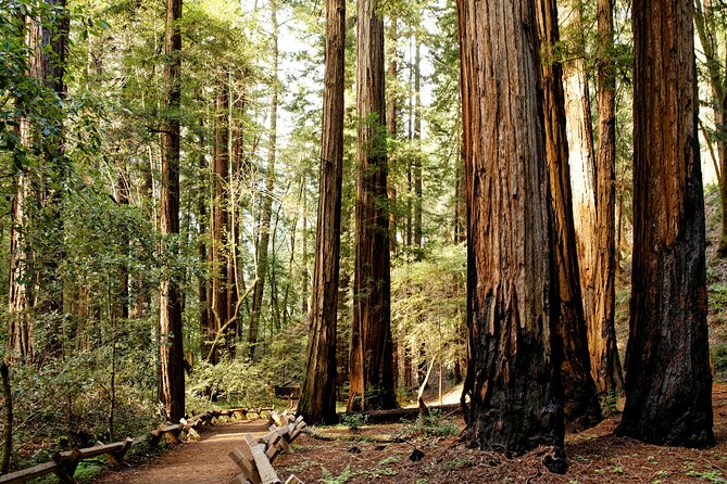Redwood National and State Parks Self-Guided Audio Driving Tour - Key details before you drive
