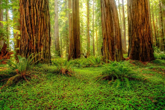 Redwood National and State Parks Self-Guided Audio Driving Tour - Trees of Mystery and the Klamath River
