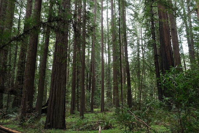 Redwood National and State Parks Self-Guided Audio Driving Tour - Tour-Through Tree and Prairie Creek