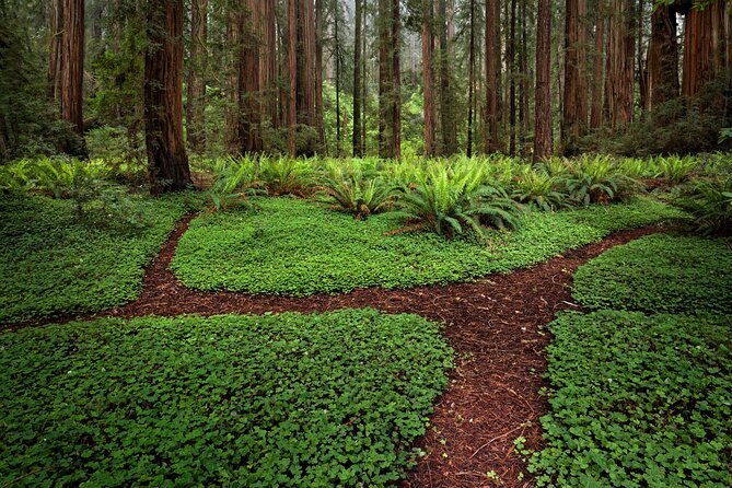 Redwood National and State Parks Self-Guided Audio Driving Tour - Davison Road and the current closure