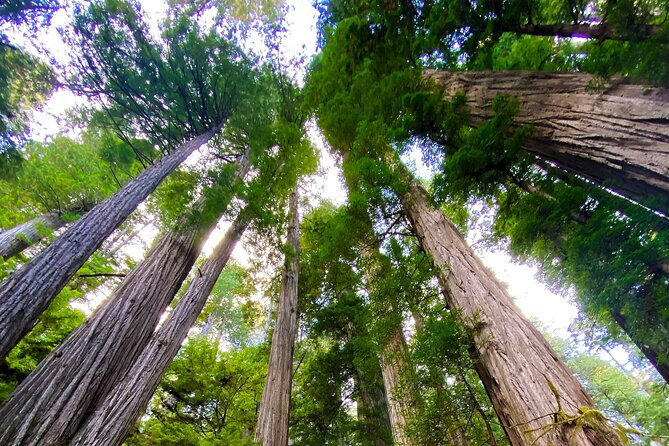 Redwood National and State Parks Self-Guided Audio Driving Tour - Kuchel Visitor Center and the lagoons