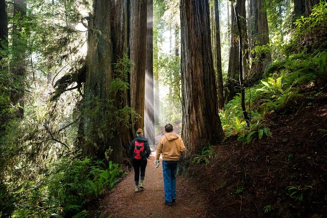 Redwood National Park Self-Guided Audio Tour - Prairie Creek and the best redwood walks