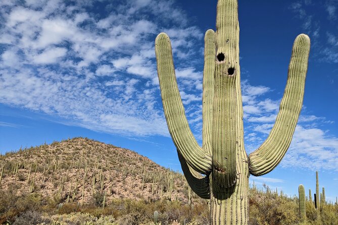 Saguaro National Park Self-Guided Audio Tour - What this Saguaro audio tour actually offers