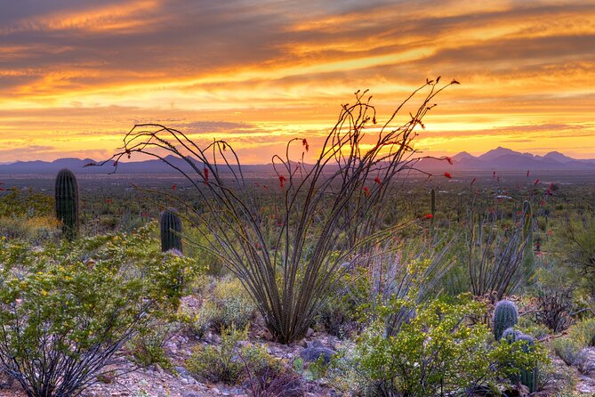 Saguaro National Park Self-Guided Driving Audio Tour - East Saguaro begins at Rincon Mountain Visitor Center