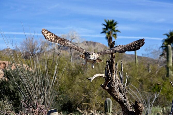 Saguaro National Park Self-Guided Driving Audio Tour - Mica View, Garwood Dam, and the cactus forest