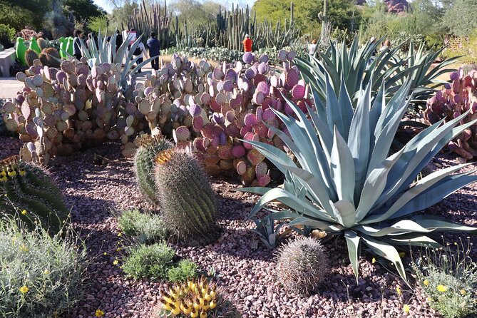 Saguaro National Park Self-Guided Driving Audio Tour - What the audio does well, and where it can fail